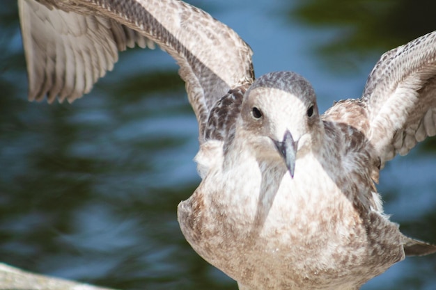 Photo un gros plan d'une mouette