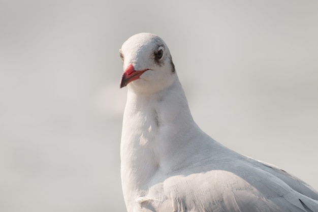 Gros plan d&#39;une mouette