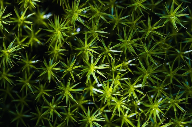 Gros plan d'une mousse de couleur vert vif poussant sur un sol forestierTextures dans la nature