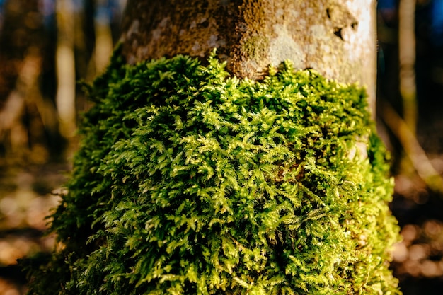 Un gros plan de la mousse qui pousse sur le tronc d'un arbre