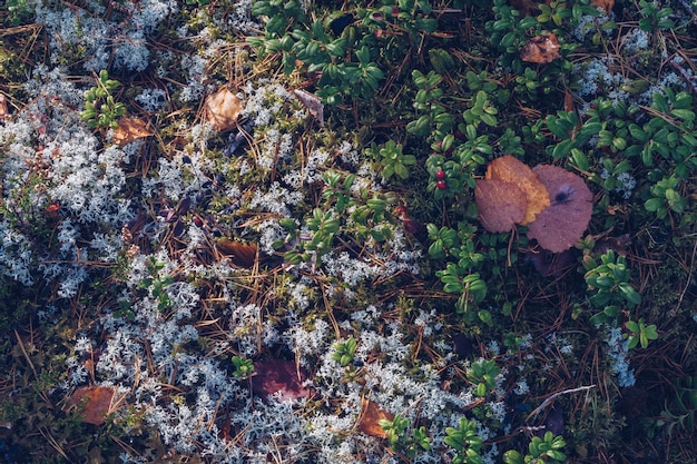 Gros plan sur la mousse de renne, le lichen, les brindilles et les aiguilles de pin, avec un fond de texture moussue. Zone boréale arctique, nature de Carélie. Mise au point sélective, arrière-plan flou photographie stock