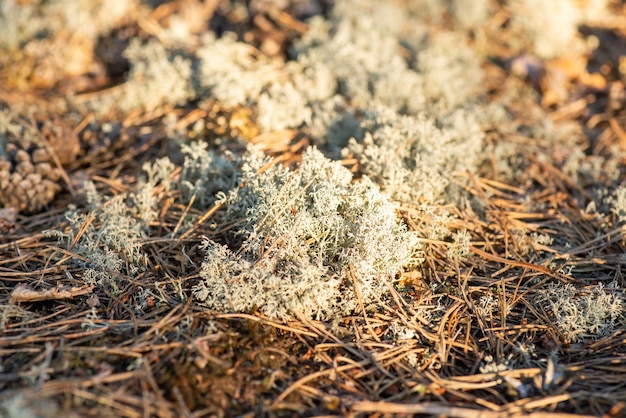 Gros plan de mousse de renne poussant dans une forêt de pins