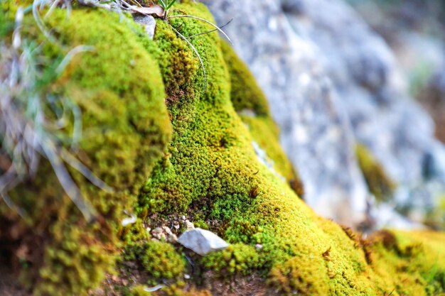 Un gros plan de mousse verte situé sur un rocher