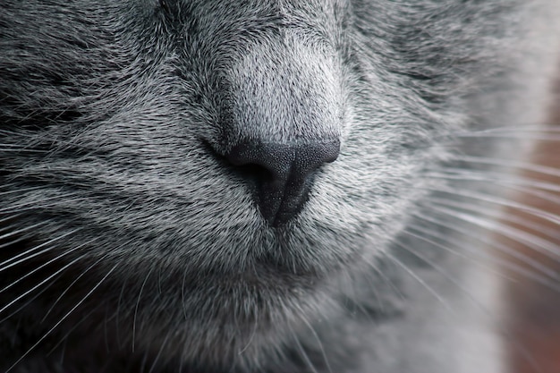 Gros plan de moustache de chat gris