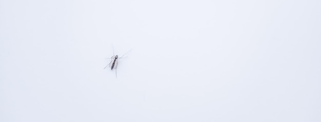 Gros plan d'un moustique isolé sur fond blanc