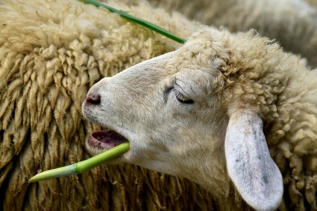 Un gros plan d'un mouton