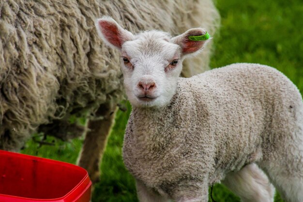 Photo un gros plan d'un mouton