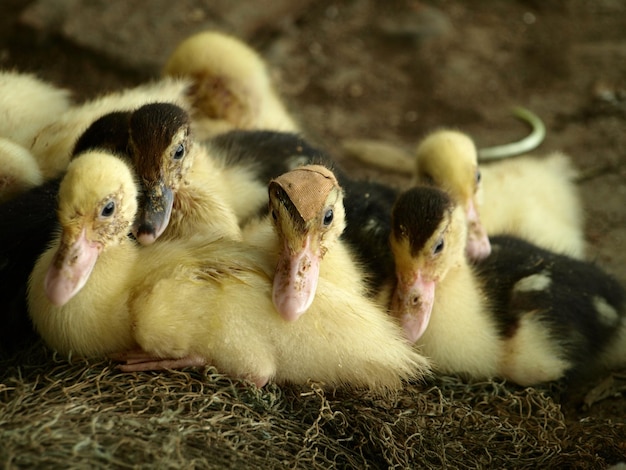 Un gros plan d'un mouton