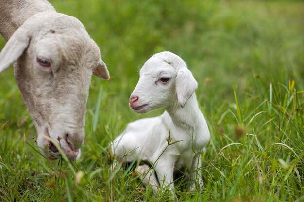 Un gros plan des moutons sur le champ