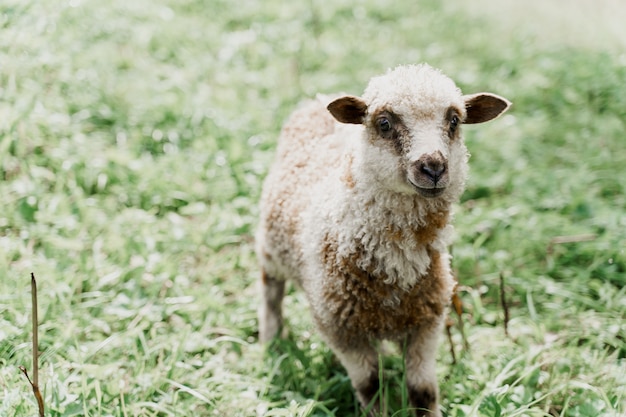 Gros plan de moutons drôles sur le champ vert