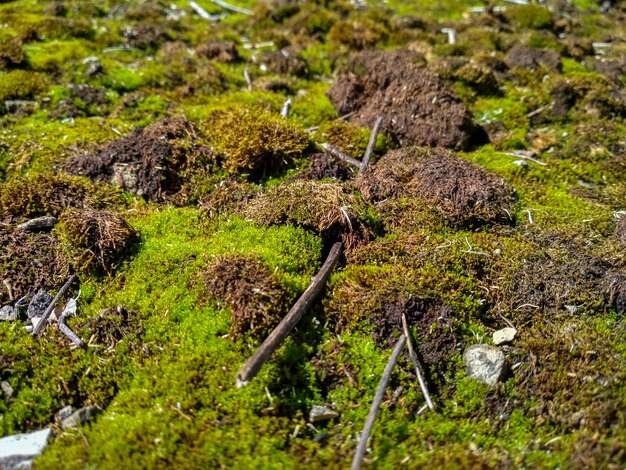 Photo un gros plan de moutons sur un rocher