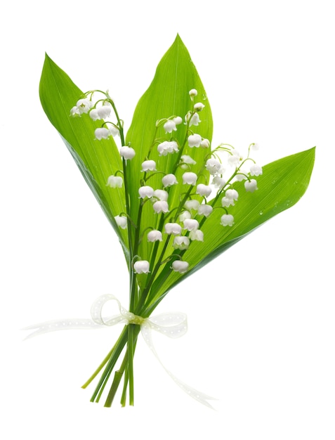 Gros plan sur le muguet fleurs sur blanc