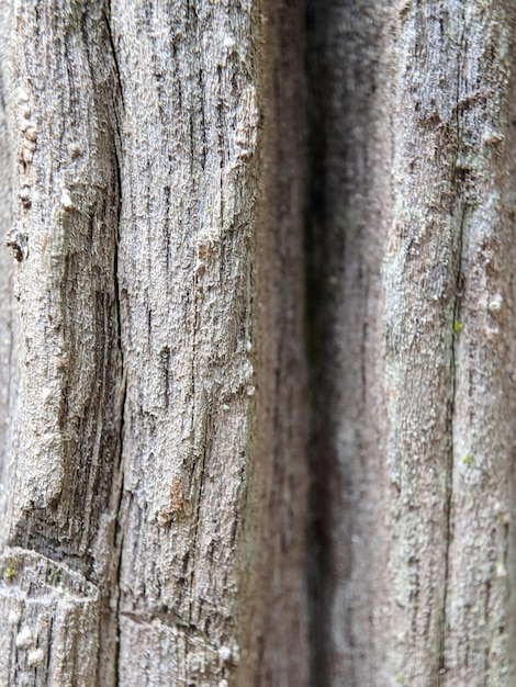 Un gros plan d'un mur en bois avec un tronc d'arbre et une mousse verte dessus.