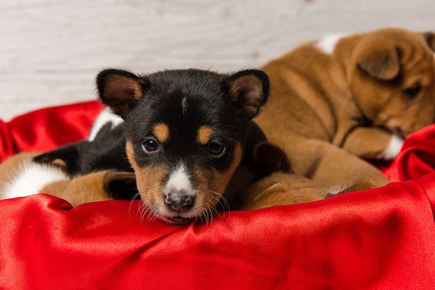 Gros plan museau de mignon chiot basenji