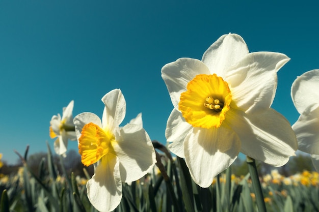 Un gros plan de narcisse contre le ciel bleu