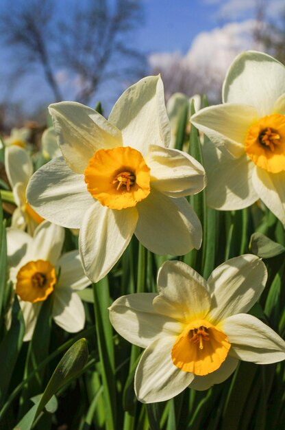 Photo un gros plan de narcisse jaune.