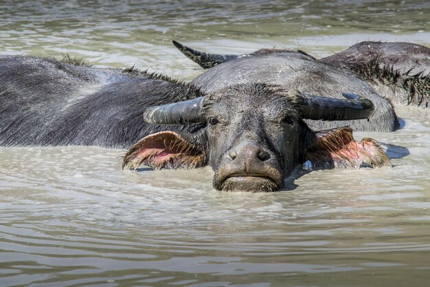 Un gros plan de la natation des buffles