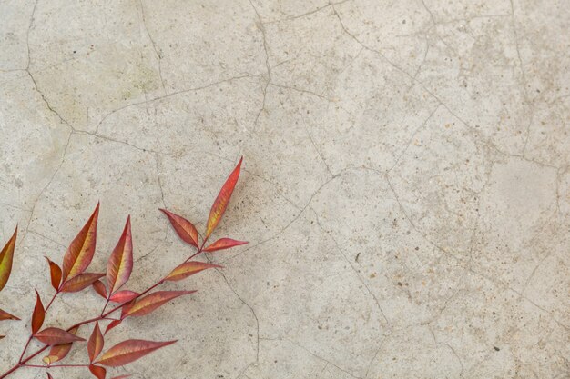 Gros plan de la nature automne feuille verte et rouge sur le sol en ciment avec copie espace.