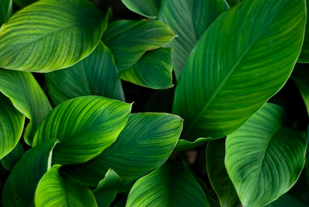 Gros plan sur la nature de la feuille verte et divers arrière-plan Mise à plat de la nature sombre concept feuille tropicale