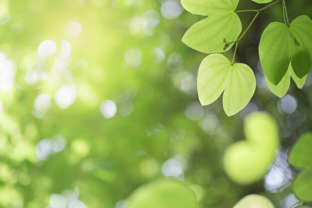 Gros plan de la nature feuille verte et soleil