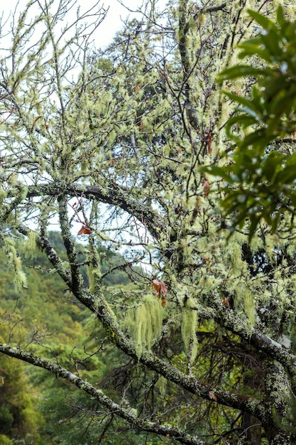 Gros plan sur la nature de Madère