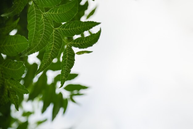 Gros plan de la nature vue feuille verte sur fond de ciel clair blanc sous la lumière du soleil et copie espace en utilisant comme arrière-plan paysage de plantes naturelles, concept de papier peint écologie