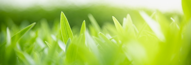 Gros plan de la nature vue feuille verte sur fond de verdure floue sous la lumière du soleil avec bokeh et copie espace fond paysage de plantes naturelles, concept de couverture écologique.