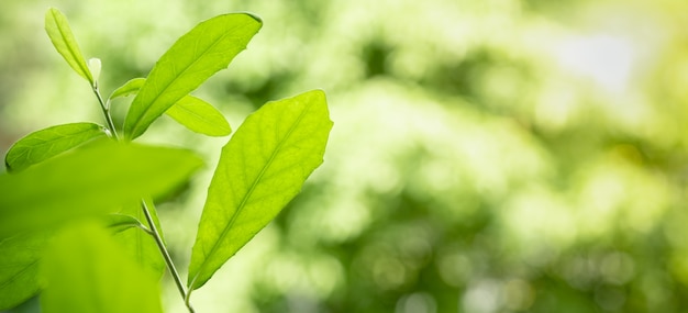 Gros plan de la nature vue feuille verte sur fond de verdure floue sous la lumière du soleil avec bokeh et copie espace fond paysage de plantes naturelles, concept de couverture écologique.