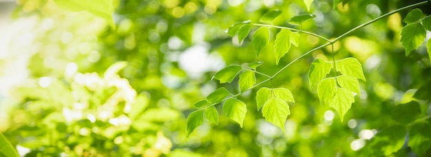 Gros Plan De La Nature Vue Feuille Verte Sur Fond De Verdure Floue Sous La Lumière Du Soleil Avec Bokeh Et Copie Espace Fond Paysage De Plantes Naturelles, Concept De Couverture écologique.