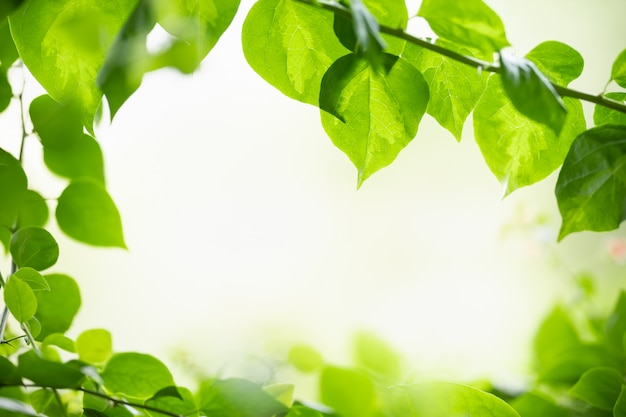 Gros plan de la nature vue feuille verte sur fond de verdure floue sous la lumière du soleil avec bokeh et copie espace en utilisant comme arrière-plan paysage de plantes naturelles