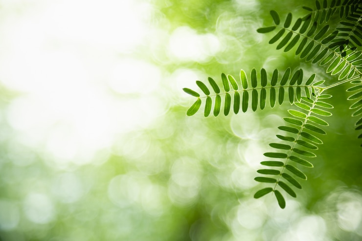 Photo gros plan de la nature vue feuille verte sur fond de verdure floue sous la lumière du soleil avec bokeh et espace copie en utilisant comme arrière-plan paysage de plantes naturelles, concept de papier peint écologie.