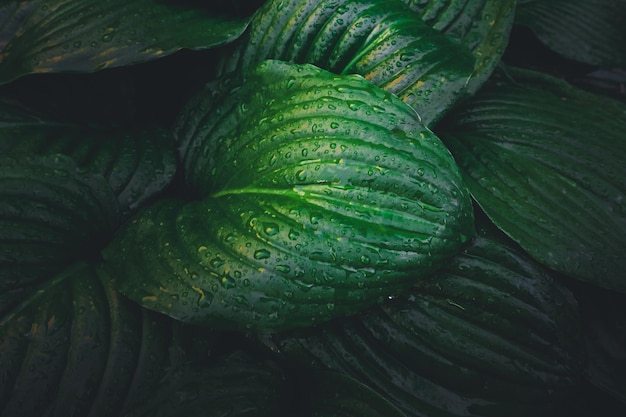 Gros plan sur la nature vue feuille verte sur fond de verdure floue sous la lumière du soleil avec bokeh