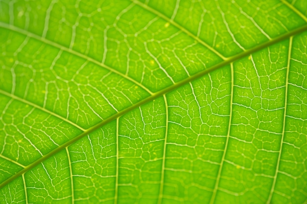 Gros plan de la nature vue de la feuille verte sous la lumière du soleil.