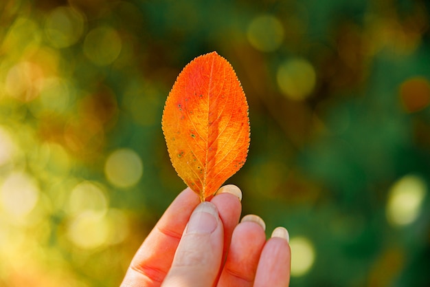 Gros Plan Naturel Automne Automne Vue Femme Mains Tenant Une Feuille D'orange Rouge Sur Fond De Parc Sombre. Fond D'écran Nature Inspirante D'octobre Ou De Septembre. Concept De Changement De Saisons.