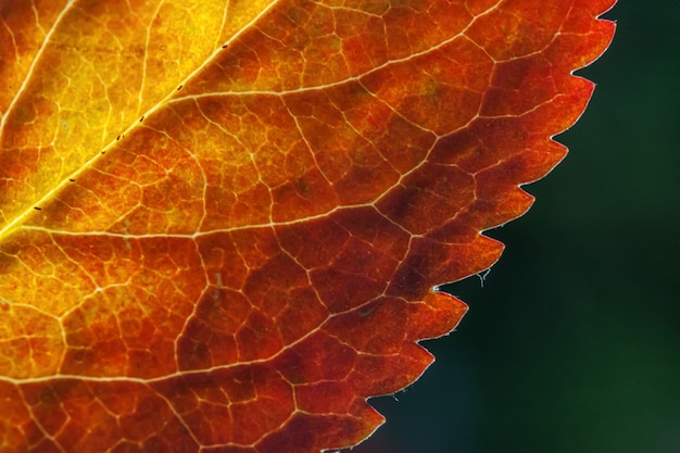 Gros plan naturel automne automne vue macro de la lueur des feuilles d'orange rouge au soleil sur fond vert flou dans le jardin ou le parc. Fond d'écran nature inspirante d'octobre ou de septembre. Concept de changement de saisons.