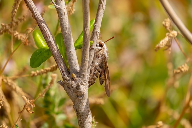 Gros plan naturel sur l'impressionnant Convolvulus Hawkmoth Agrius convolvuli assis avec les ailes fermées sur l'écorce d'un arbre