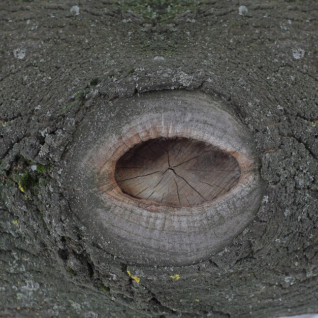 Gros plan.la neige sur l'écorce d'un arbre.