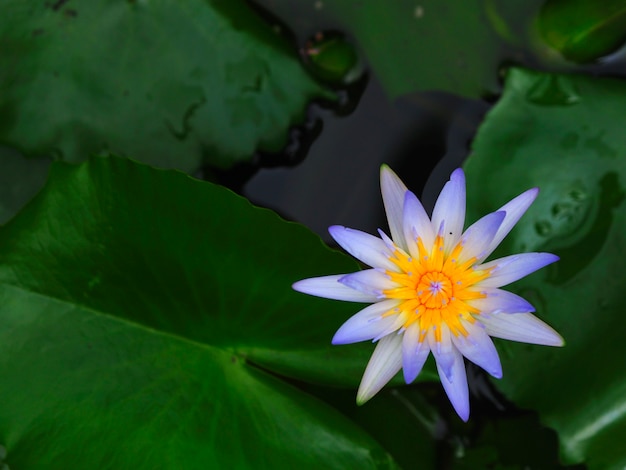 Gros plan d'un nénuphar dans un étang le matin en plein air.