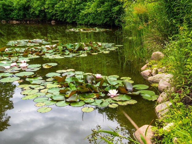 Gros plan de nénuphars en fleurs ou de fleurs de lotus avec reflet sur l'eau Belles plantes aquatiques avec reflet dans un étang Link blossomSummer background