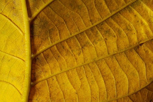 Gros plan des nerfs des feuilles jaunes