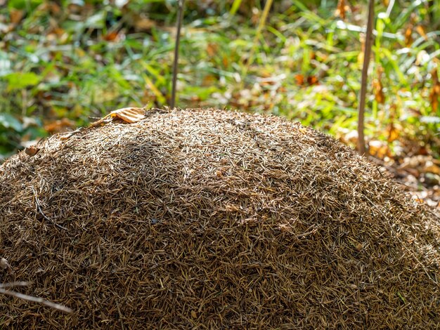 Gros plan sur un nid de fourmis. Grande fourmilière en forêt d'été.