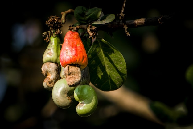 Gros plan de noix de cajou crues accrochées à la branche avec ses fruits