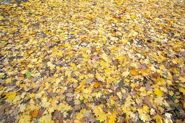 Gros plan de nombreuses feuilles jaunes tombées couvrant le sol en automne parc.