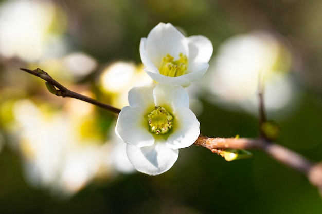 Gros plan sur de nombreuses fleurs blanches délicates d'arbuste Chaenomeles japonica blanc