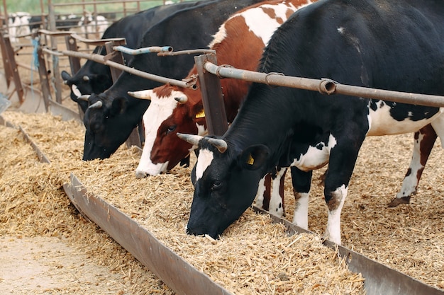 Gros plan de nombreuses vaches dans une grande ferme