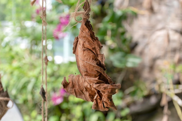 Gros plan nymphe papillon faite de feuilles