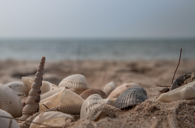 Un gros plan des obus sur la plage contre le ciel.