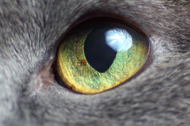 Gros plan oeil de chat gris