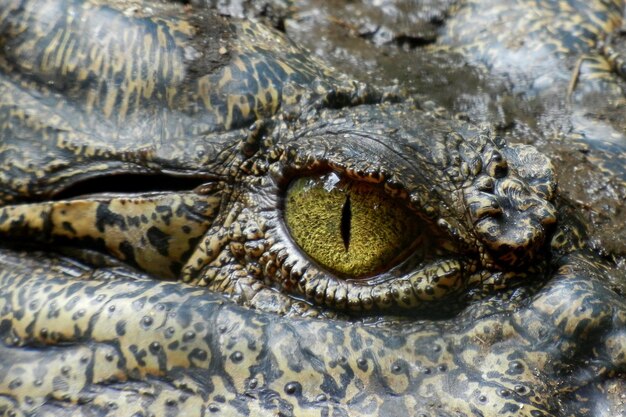 Gros plan d'un oeil de crocodile