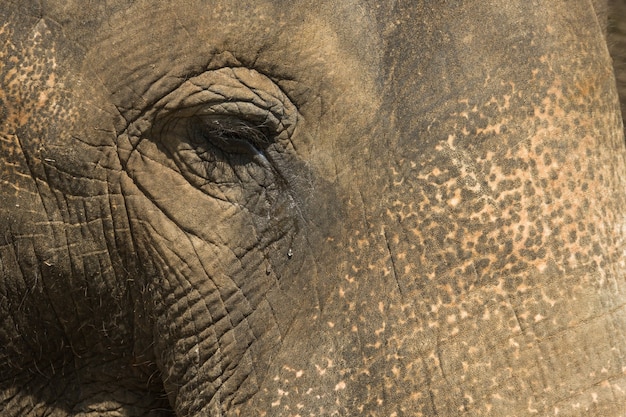 Gros plan sur l'oeil d'éléphant gris en larmes